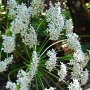California Angelica (Angelica californica): Perennial native which enjoys forested areas.